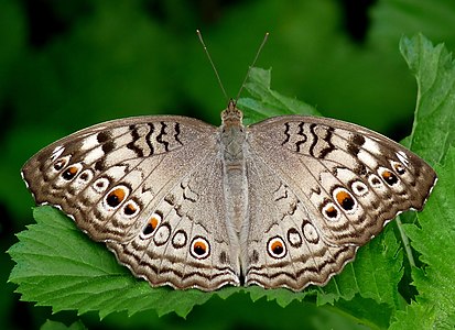 Junonia atlites (Grey Pansy)