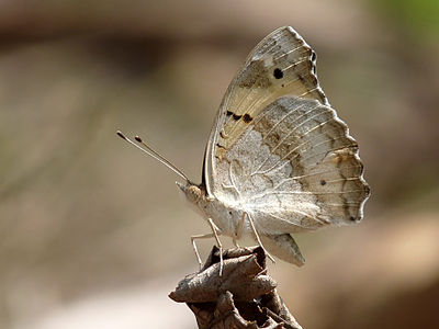 Junonia hierta (Yellow Pansy)