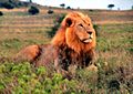 Panthera leo