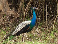 Wild animals and birds are seen in the forest area of the region