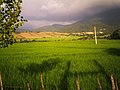 Paddy field in iran