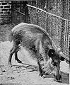 Javan warty pig