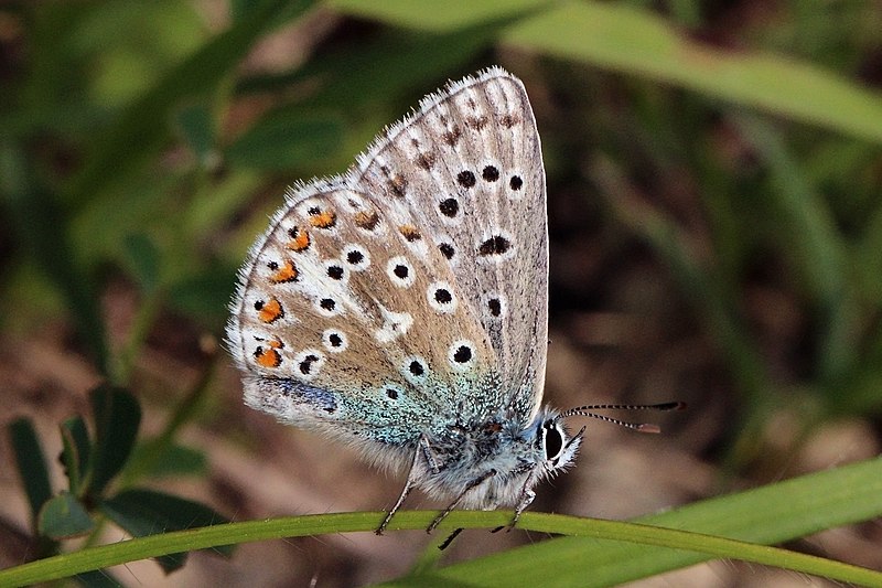 File:Adonis blue (Polyommatus bellargus) male underside.jpg