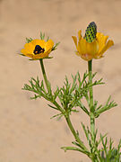 Adonis dentata