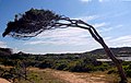 * Nomination: Tree in sardines (Isola Caprera) bent by continued strong winds --Arcalino 10:44, 20 March 2013 (UTC) * Review Definitely too dark. The white balance is slightly too yellow. Image is tilted to the left (you can tell by the water). I would add a little saturation too. It is correctable. --Tupungato 11:29, 20 March 2013 (UTC)  Done Thanks for your review Arcalino 22:17, 20 March 2013 (UTC)