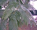 Feuilles de Peltophorum dubium.