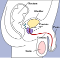 male pelvic structures