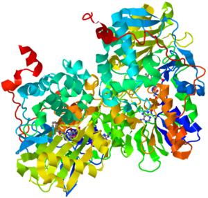 Ribbon diagram of human monoamine oxidase B