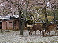 2011年1月13日 (木) 00:14時点における版のサムネイル