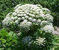 Heracleum mantegazzianum.