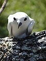 Midway Atoll, Hawaii