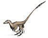 Artist's restoration of Velociraptor mongoliensis.