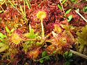 Round-leaved sundew