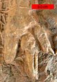 Eubrontes, a dinosaur footprint in the Lower Jurassic Moenave Formation at the St. George Dinosaur Discovery Site at Johnson Farm, southwestern Utah