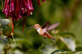 Colibrí de la especie Stellula caliope (Ornitofilia)