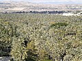 Elche palm grove