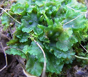 Glääd Hurnmöösk (Phaeoceros laevis)