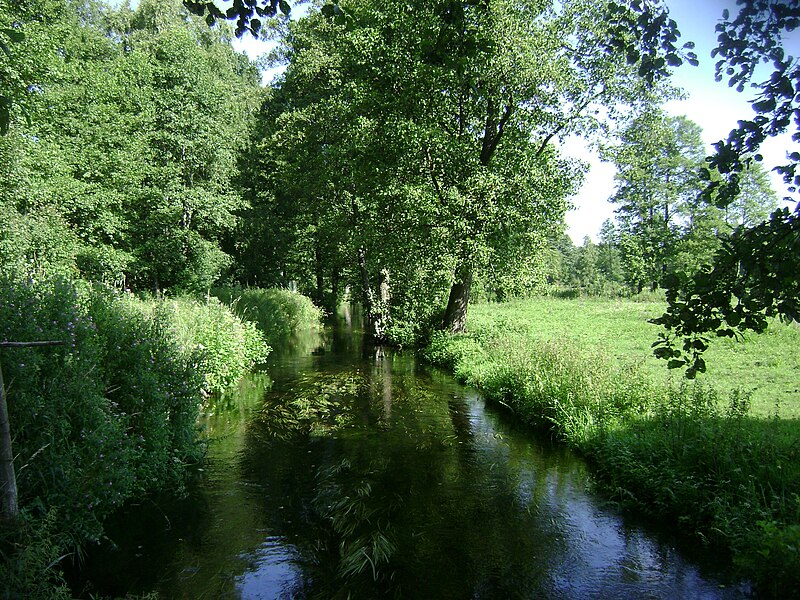 File:Poland. Gmina Jedwabno. Forests 016.JPG