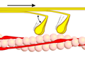 Fase 2 (consumo de ATP)