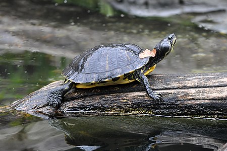 Trachemys scripta subsp. scripta (Yellow-bellied Slider)