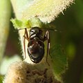 Ordnung:Schnabelkerfe Familie:Weichwanzen Art:Pilophorus clavatus Geschlecht:Fehlt noch