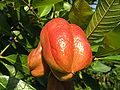 Akee-Baum (Blighia sapida)