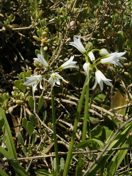 File:Allium triquetrum (flowers).jpg