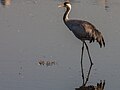 Common crane