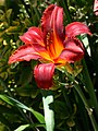 1. Vörös és sárga színben pompázó sásliliom (Hemerocallis sp.) (javítás)/(csere)