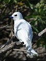 Midway Atoll, Hawaii