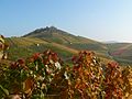 Vineyards on mountain "Scheuerberg"