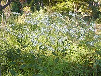 Aster scaber