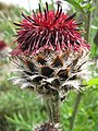 Centaurea atropurpurea