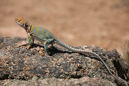 Crotaphytus collaris (Common Collared Lizard)