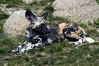 Fauna da savana africana: mabeco