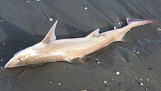 Mustelus lenticulatus