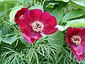 Paeonia × hybrida 'Monica'