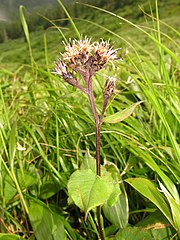 頭花の柄は長さ1-4cmになり、はっきりとわかる。