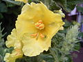 Detail květu divizny malokvěté (Verbascum thapsus)