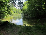 Étang dans la forêt de Soignes.