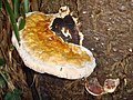 Ordnung:Porenpilze Familie:Baumschwammartige Art:Fomitopsis pinicola