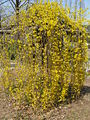 Forsythia suspensa