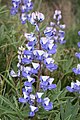 Lupinus latifolius.