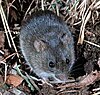 A marsh rice rat in marshy vegetation