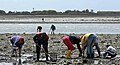 Pêche à pied dans la "Petite mer de Gâvres" à Riantec.