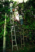 Vendange dans les arbres