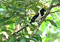 White-bellied treepie