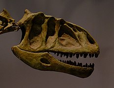 Yangchuanosaurus skull.jpg