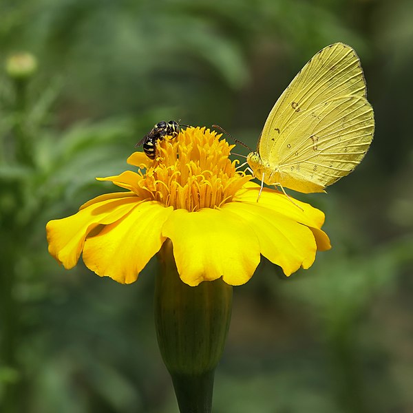 File:Yellow insects on yellow marigold.jpg