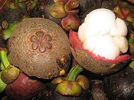 Mangostan